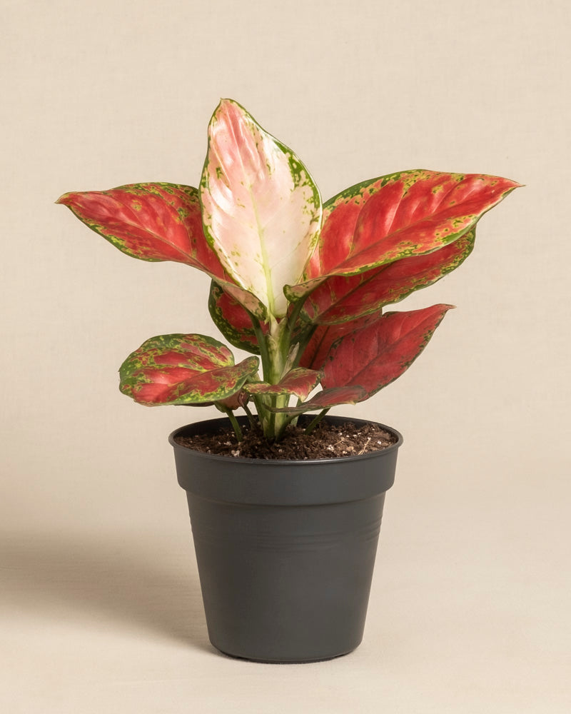 Die Aglaonema Cayenne Red zeichnet sich durch spitze grüne Blätter mit roter und rosa Panaschierung aus und wird in einem schwarzen Plastiktopf vor einem schlichten beigen Hintergrund präsentiert.
