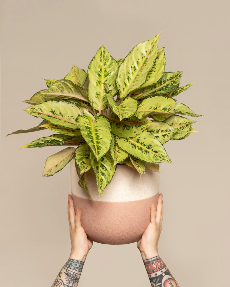 Tätowierte Hände halten einen runden, rosa-weißen Keramiktopf hoch, in dem vor einem schlichten beigen Hintergrund die üppige Aglaonema Chartreuse Pretty, eine grün-gelb bunte Zimmerpflanze, zur Schau gestellt wird.