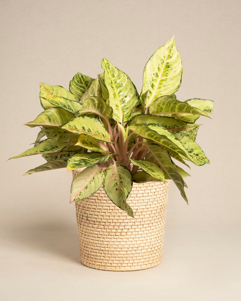 Die Aglaonema Chartreuse Pretty ist eine grün-cremefarbene Zimmerpflanze mit breiten Blättern, die in einem hellen geflochtenen Korbtopf vor einem schlichten beigen Hintergrund präsentiert wird.