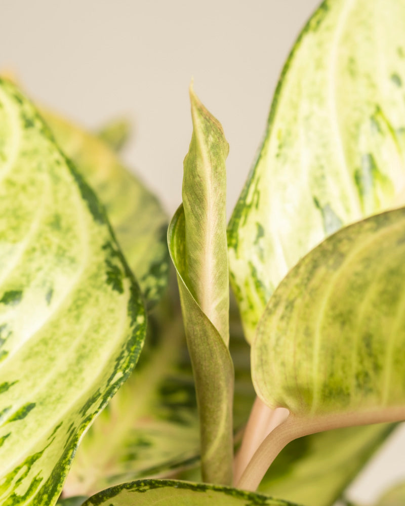 Nahaufnahme von Aglaonema Chartreuse Pretty. Ein neues Blatt entfaltet sich inmitten des reifen Laubs mit hellgrünen und dunkelgrünen Sprenkeln sowie cremegelben Flecken.