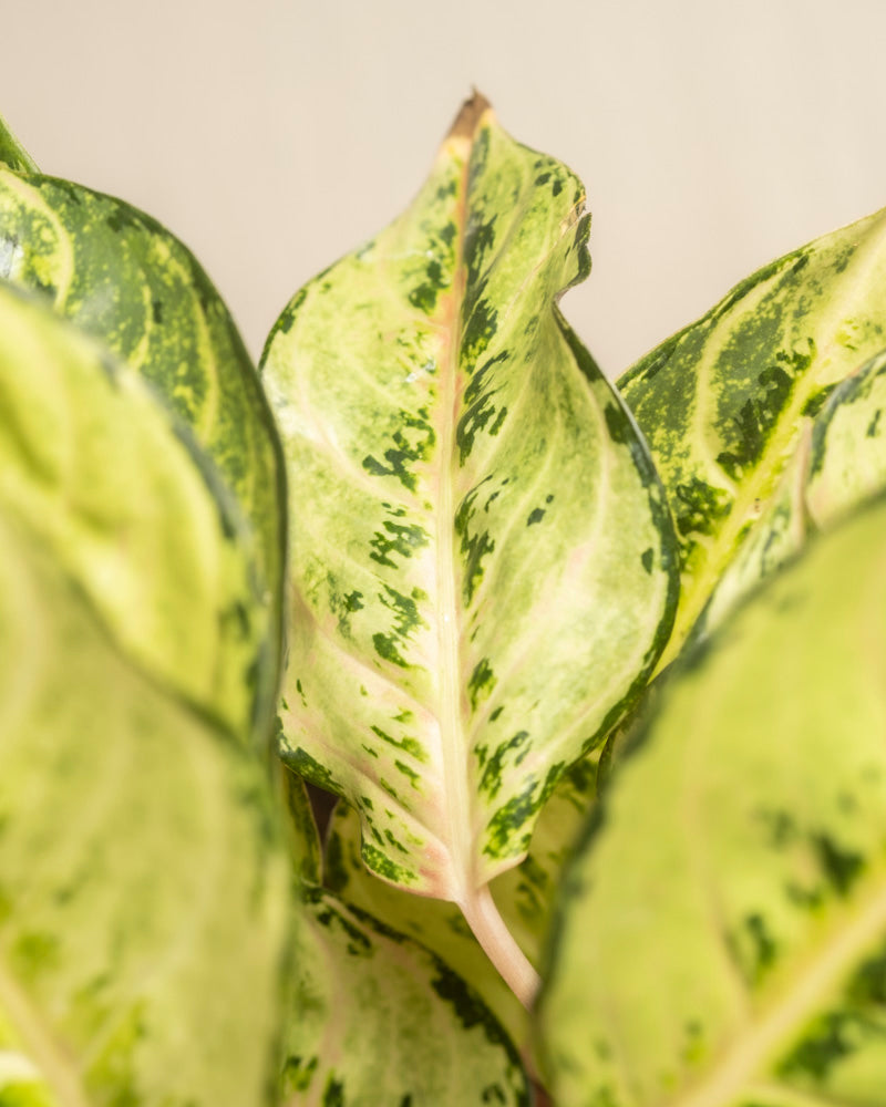 Nahaufnahme von Aglaonema Chartreuse. Hübsches Blatt mit buntem grün-gelbem Fleckenmuster. Ähnliche Blätter umgeben es, während ein unscharfer Hintergrund die leuchtende Farbe und Textur des mittleren Blattes hervorhebt.