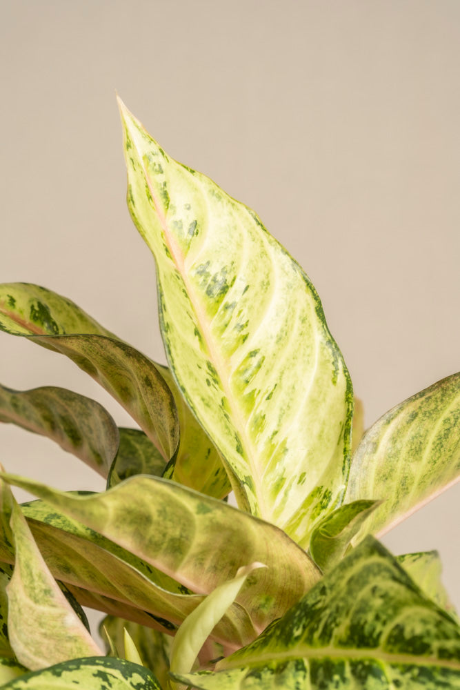 Eine Nahaufnahme der Zimmerpflanze Aglaonema Chartreuse Pretty zeigt ihre bunten Blätter mit hellgrünen und cremefarbenen Mustern vor einem schlichten beigen Hintergrund.