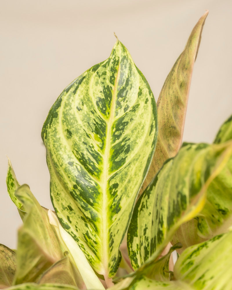 Eine Nahaufnahme von Aglaonema Chartreuse Pretty zeigt seine grün und gelb bunten Blätter mit markanten Adern und einer glatten Textur vor einem neutralen Hintergrund.