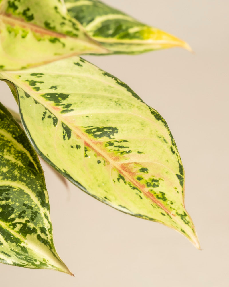 Eine Nahaufnahme des hübschen Blattes der Aglaonema Chartreuse mit grüner, gelber und cremefarbener Panaschierung und einer rosafarbenen Mittelrippe vor einem neutralen Hintergrund.