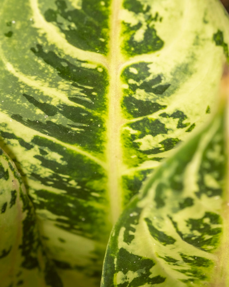 Nahaufnahme eines Aglaonema Chartreuse. Hübsches Blatt mit grüner und gelber Panaschierung, markanten Adern, gesprenkelten Mustern und natürlichen Farbvariationen.