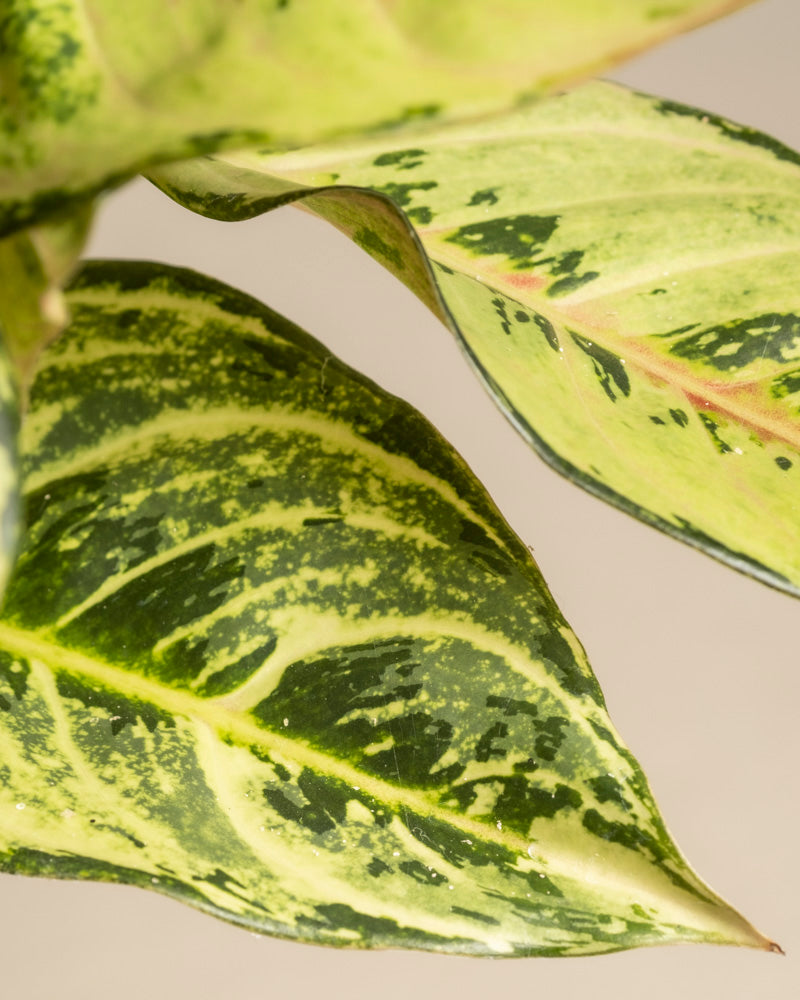 Nahaufnahme von Aglaonema Chartreuse. Hübsche Blätter mit gelber und cremefarbener Panaschierung und dunkelgrünen Flecken, die ihre detaillierte Textur und ihre natürlichen Muster vor einem sanften beigen Hintergrund hervorheben.