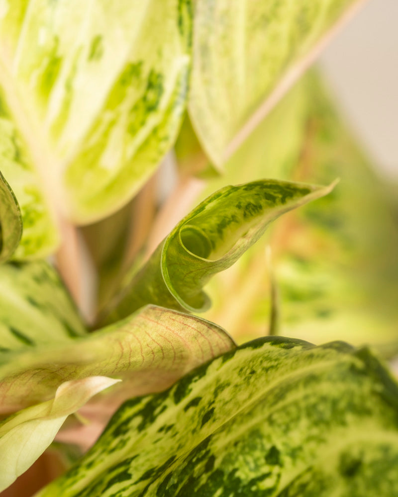 Nahaufnahme von Aglaonema Chartreuse. Hübsche grüne Blätter mit gelber und dunkelgrüner Panaschierung. Ein zentrales Blatt ist teilweise gewellt, und der leicht unscharfe Hintergrund unterstreicht die einzigartige Textur der Pflanze.