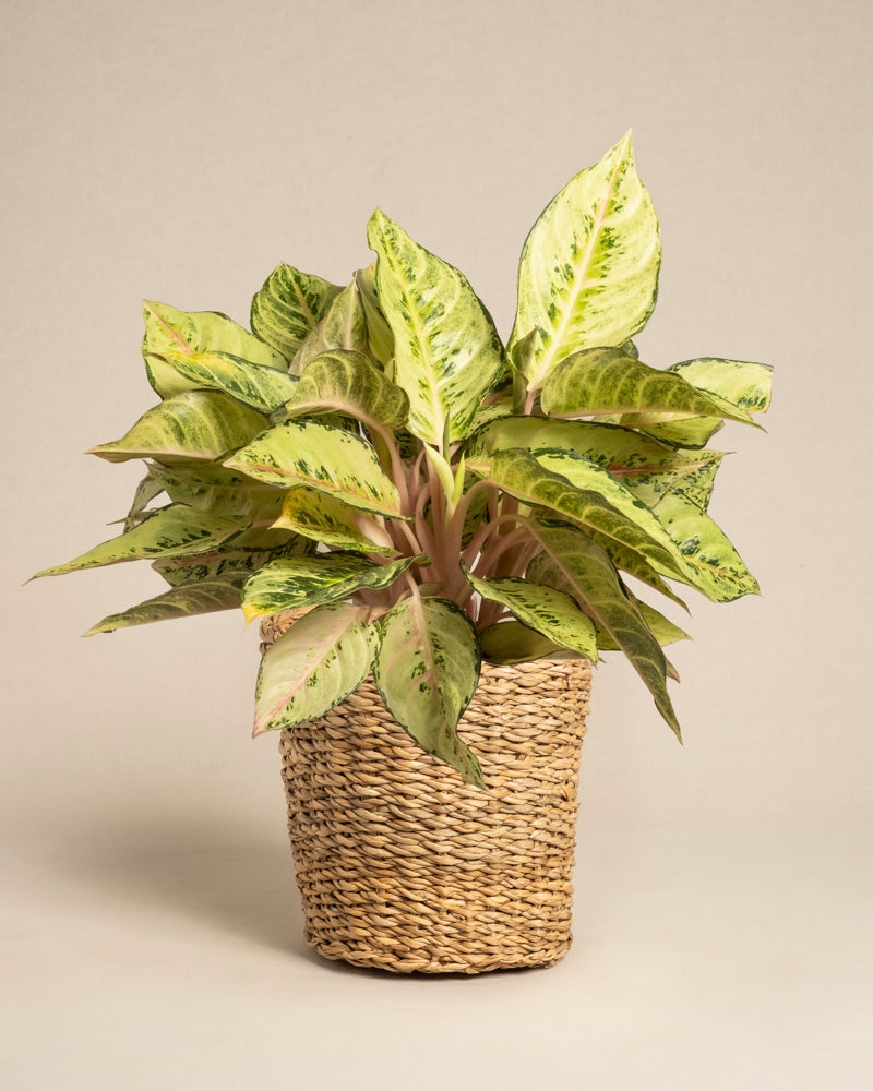 Eine Aglaonema Chartreuse Pretty mit großen, bunten grünen und gelben Blättern sitzt in einem geflochtenen Korb vor einem schlichten beigen Hintergrund.