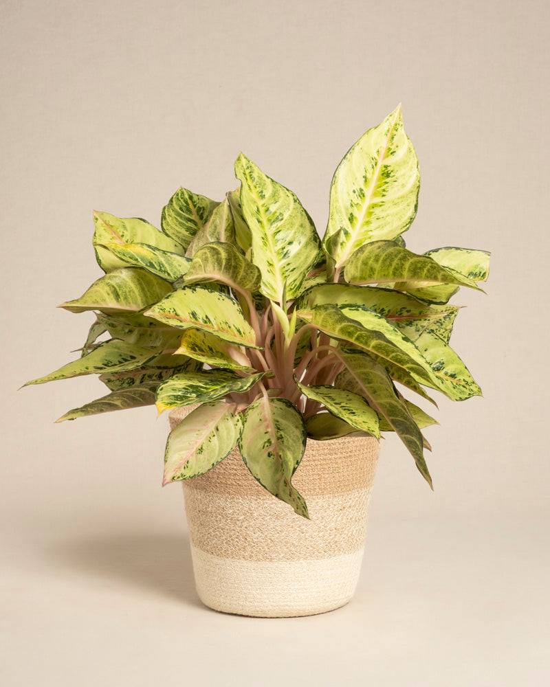 Die Aglaonema Chartreuse Pretty mit ihren grün, gelb und hellrosa bunten Blättern sitzt in einem beige-weiß geflochtenen Korb vor einem schlichten hellen Hintergrund.