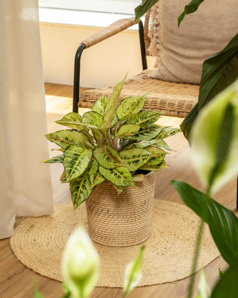 Die Aglaonema Chartreuse Pretty, eine grüne Zimmerpflanze in einem geflochtenen Korb, steht auf einem runden Juteteppich neben einem gepolsterten Korbstuhl. Sonnenlicht aus einem nahegelegenen Fenster hebt die Szene hervor, wobei andere Pflanzen im Vordergrund teilweise sichtbar sind.