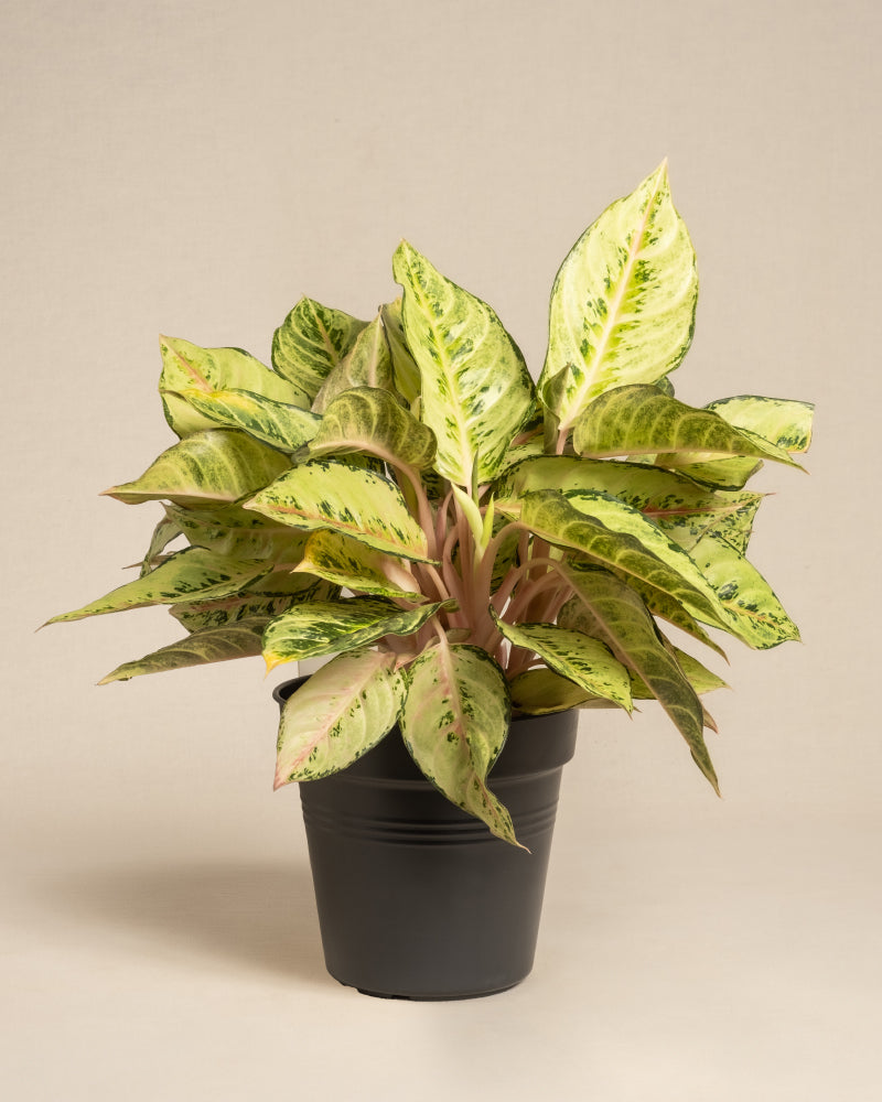 Die Aglaonema Chartreuse Pretty ist eine Topfpflanze mit breiten, grün und gelb panaschierten Blättern in einem schwarzen Kunststofftopf vor einem schlichten beigen Hintergrund.