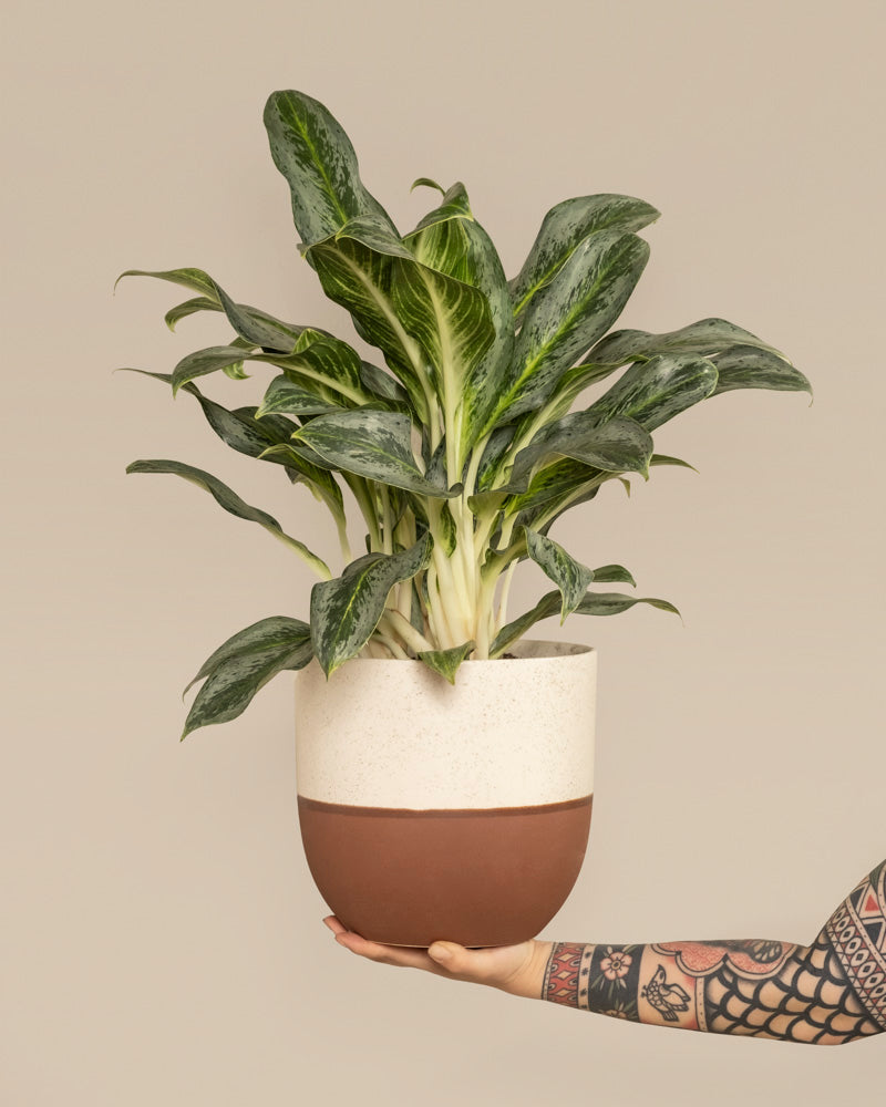 Eine tätowierte Hand hält einen Aglaonema-Smaragdstein in einem zweifarbigen weiß-braunen Topf vor einem schlichten beigen Hintergrund.
