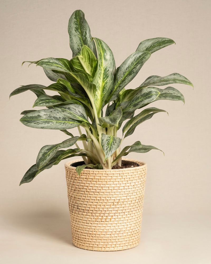 Die Aglaonema Emerald Stone, eine grünblättrige Zimmerpflanze mit bunten weißen und grünen Blättern, steht in einem geflochtenen, hellen Pflanzgefäß im Korbstil vor einem schlichten beigen Hintergrund.