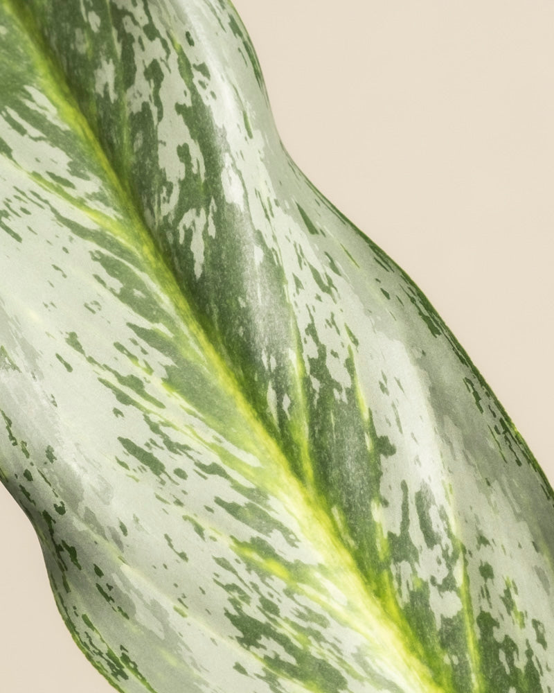 Nahaufnahme eines Aglaonema-Smaragdsteinblattes mit hell- und dunkelgrünen bunten Mustern und einer markanten Mittelrippe vor einem schlichten beigen Hintergrund.