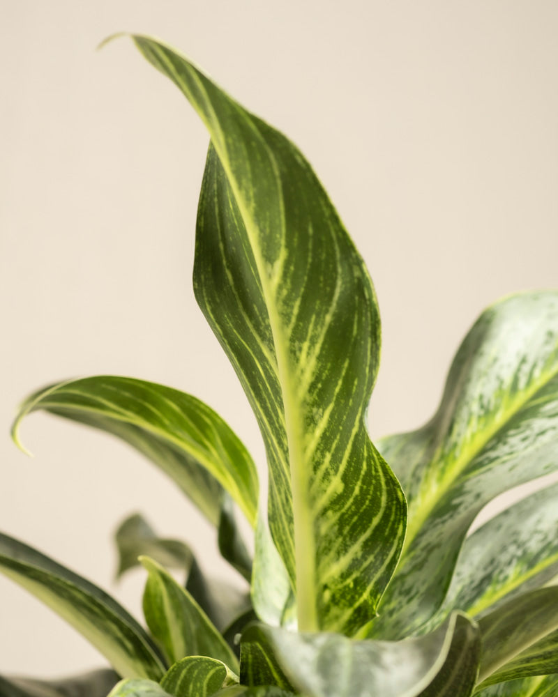 Nahaufnahme von Aglaonema Emerald Stone. Die breiten grünen Blätter mit hellgelben Streifen und spitzen Enden sind hervorzuheben und weisen auf einem neutralen beigen Hintergrund auffällige bunte Muster auf.
