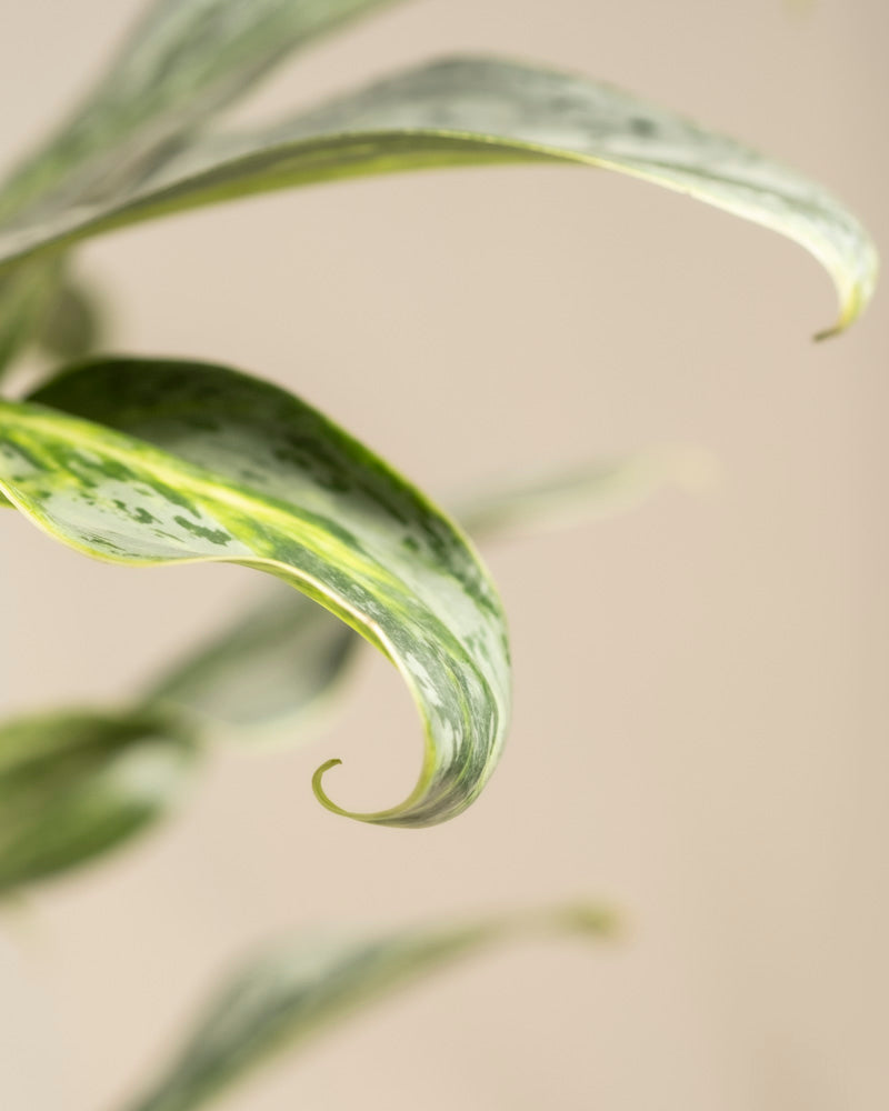 Nahaufnahme der grünen, bunten Blätter der Aglaonema Emerald Stone mit gebogenen Spitzen auf einem zartbeigen Hintergrund. Ein Blatt ist im Fokus und zeigt seine strukturierte Oberfläche und die hellgrünen und weißen Muster.