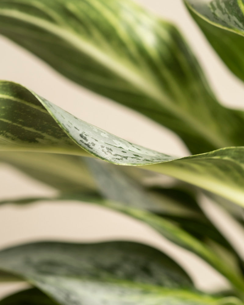 Nahaufnahme der grün bunten Blätter von Aglaonema Emerald Stone mit hellen und dunklen Mustern, glatter Textur und anmutigen Kurven vor einem neutralen Hintergrund.