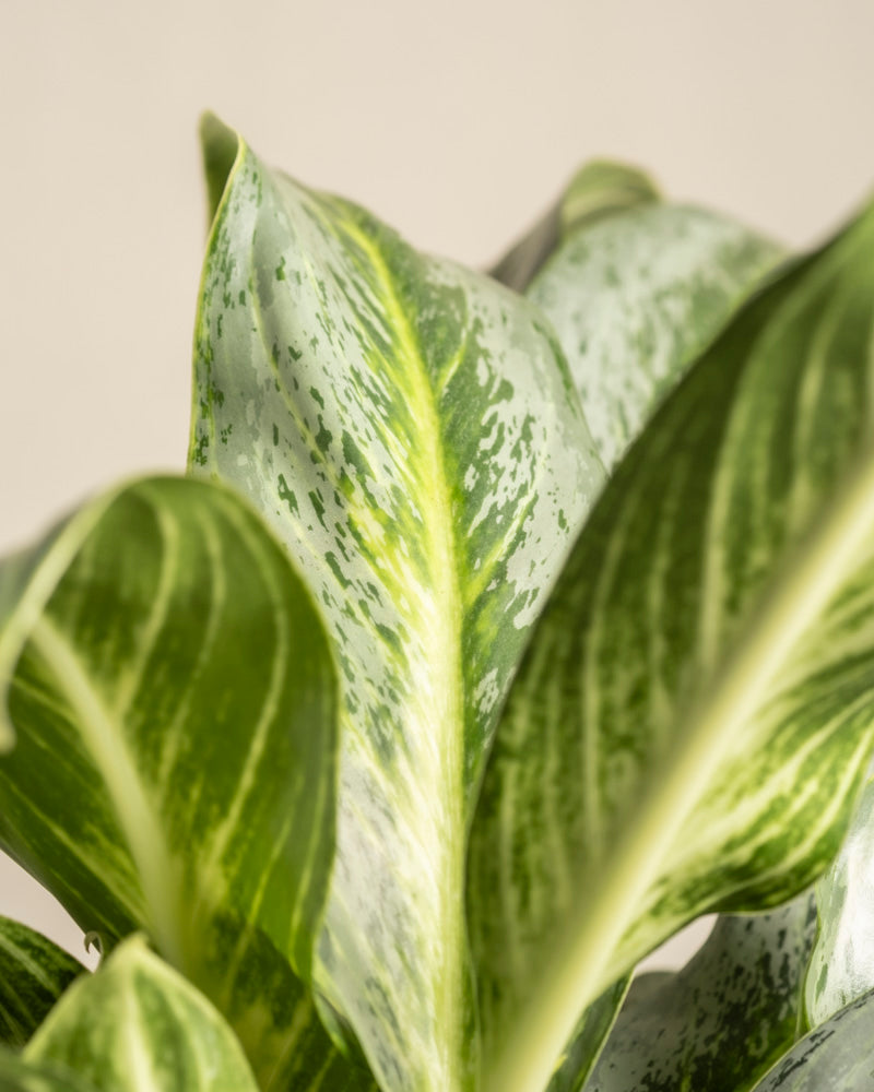 Nahaufnahme der Blätter der Aglaonema Emerald Stone mit hellgrünen und weiß gesprenkelten Mustern, glatter Textur und natürlicher Panaschierung vor einem neutralen Hintergrund.