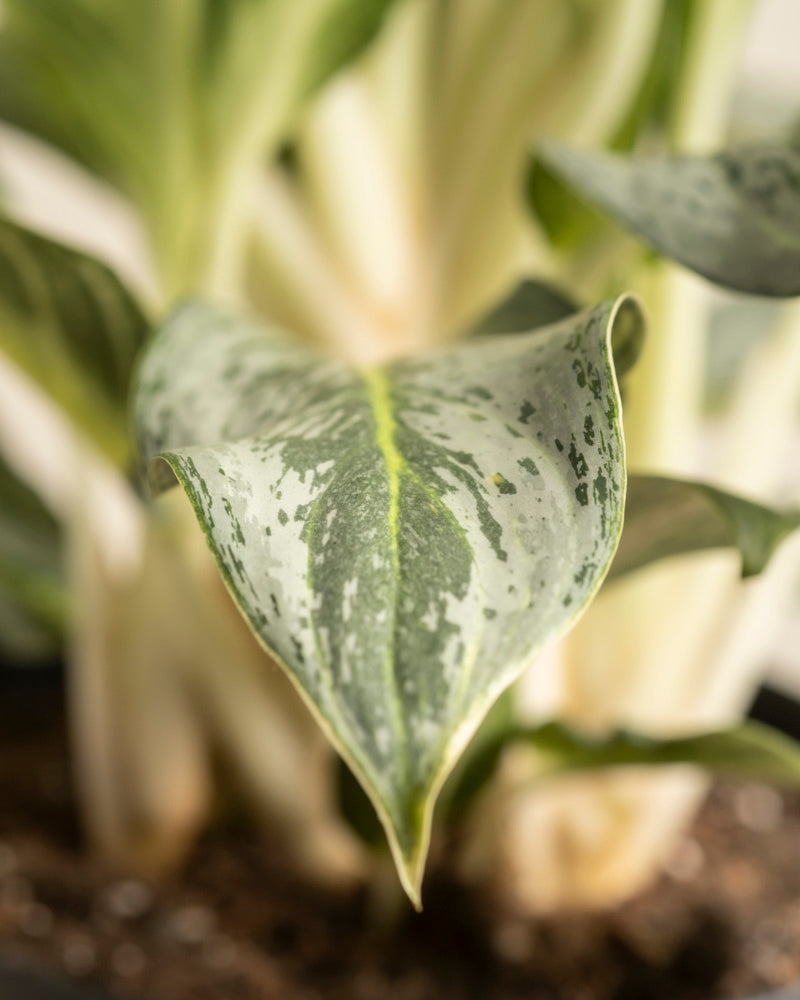 Eine Nahaufnahme des grün-weiß panaschierten Blattes einer Aglaonema Emerald Stone mit verschwommenen Stielen und Erde im Hintergrund.