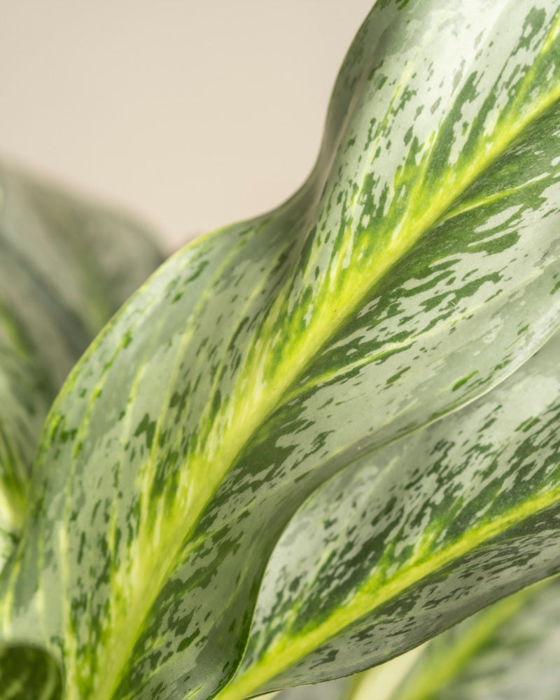 Nahaufnahme eines Aglaonema-Smaragdsteinblattes mit gelbgrünen Streifen in der Mitte und dunkelgrünen Sprenkeln auf einem sanften beigen Hintergrund.
