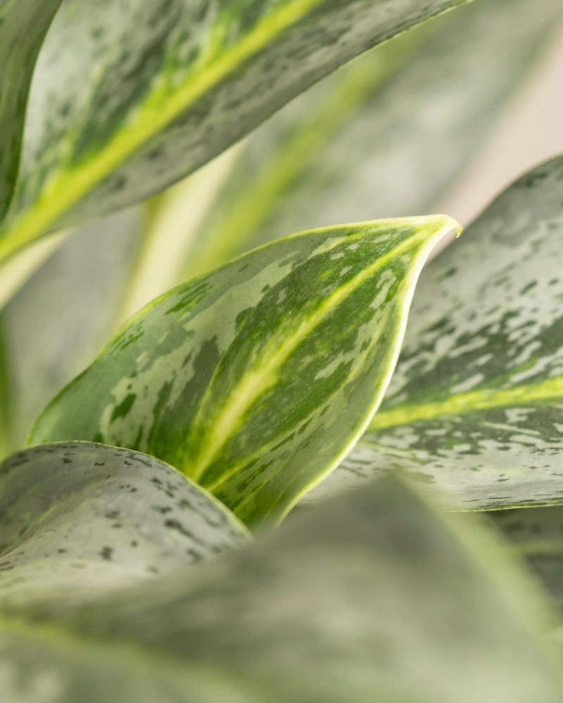 Nahaufnahme der Blätter der Aglaonema Emerald Stone mit hell- und dunkelgrüner Panaschierung und einem zentralen gelbgrünen Streifen, der die glatte Textur und die komplexen natürlichen Details hervorhebt.