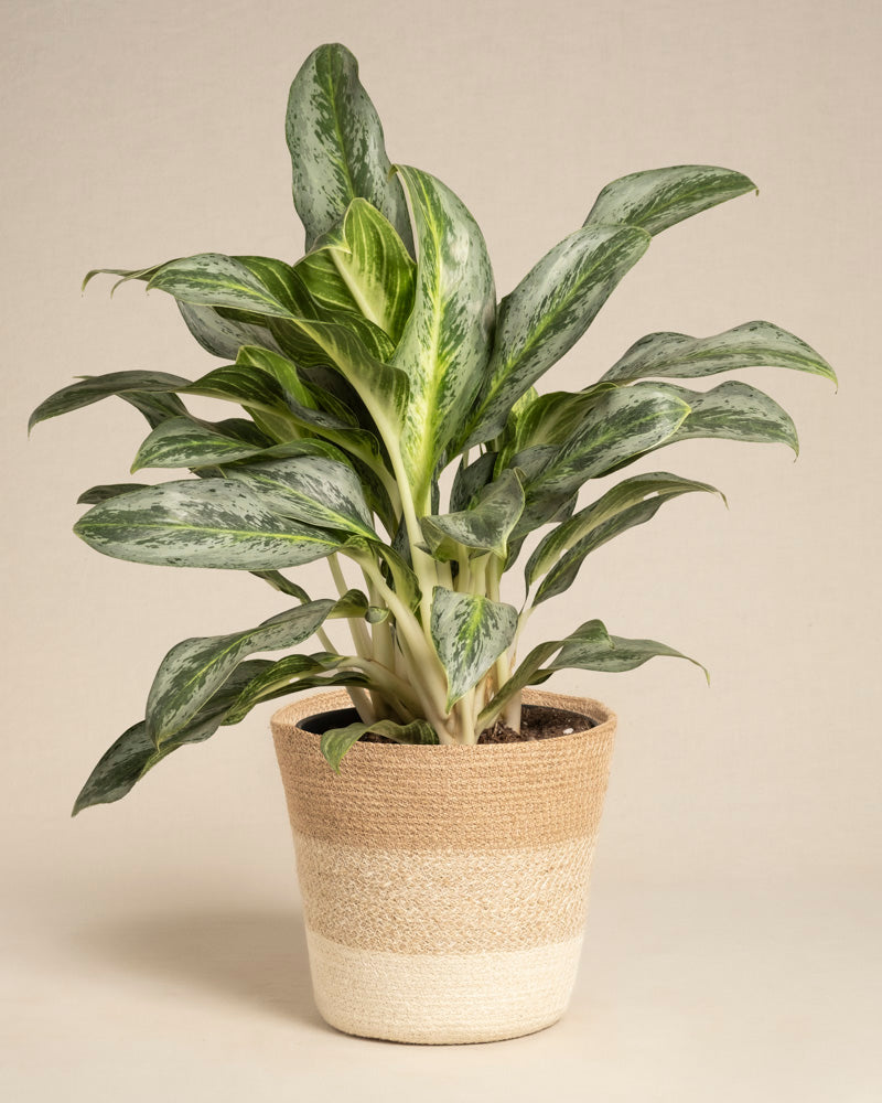 Der Aglaonema Emerald Stone mit seinen großen, bunten grünen Blättern wird in einem zweifarbigen geflochtenen Korb vor einem schlichten beigen Hintergrund präsentiert.