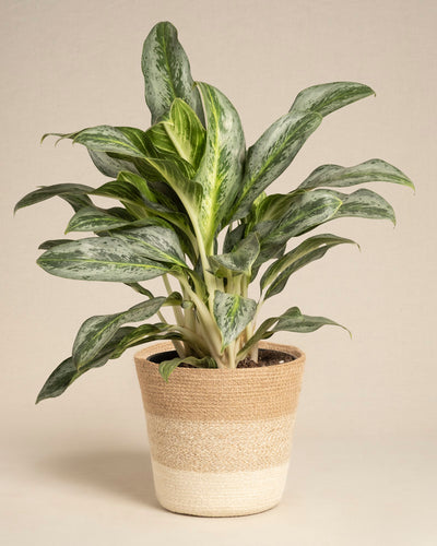 Der Aglaonema Emerald Stone mit seinen großen, bunten grünen Blättern wird in einem zweifarbigen geflochtenen Korb vor einem schlichten beigen Hintergrund präsentiert.
