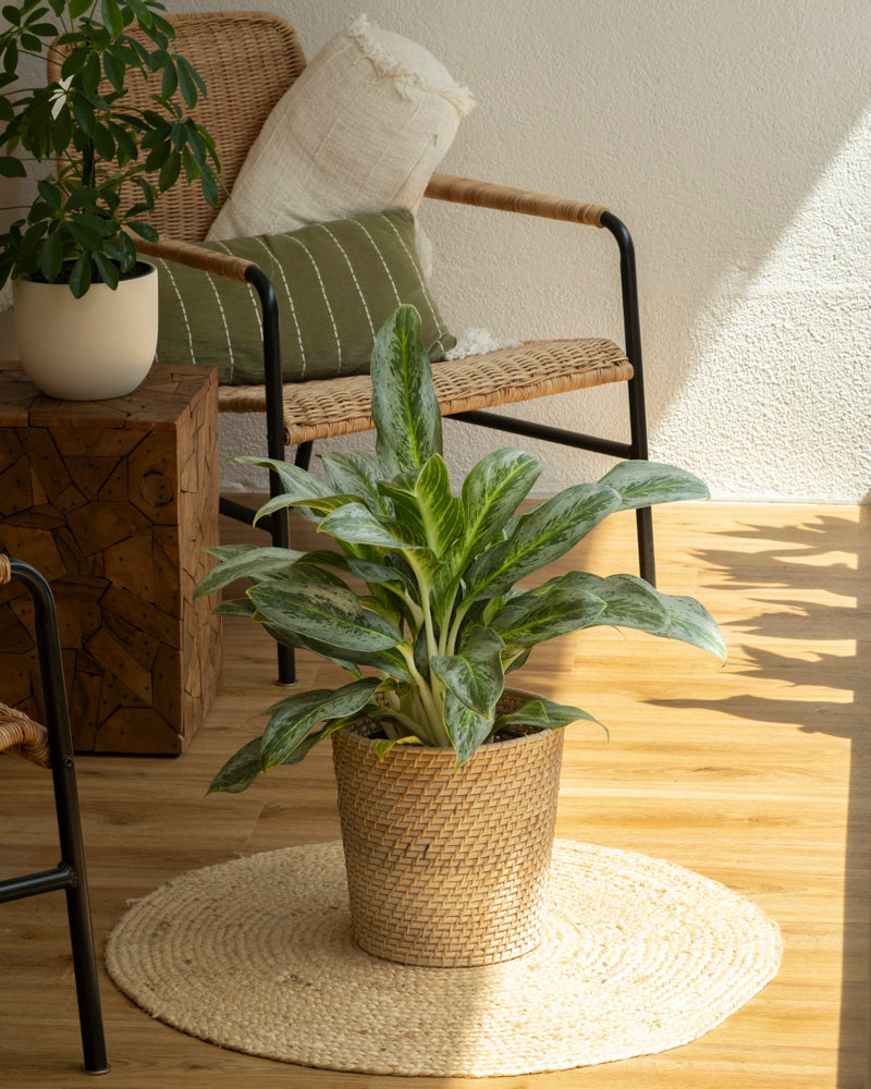Eine Zimmerpflanze vom Typ Aglaonema Emerald Stone in einem geflochtenen Korb steht auf einem runden Strohteppich in einem sonnendurchfluteten Raum mit Holzböden, einem Rattanstuhl und Kissen in neutralen Tönen.