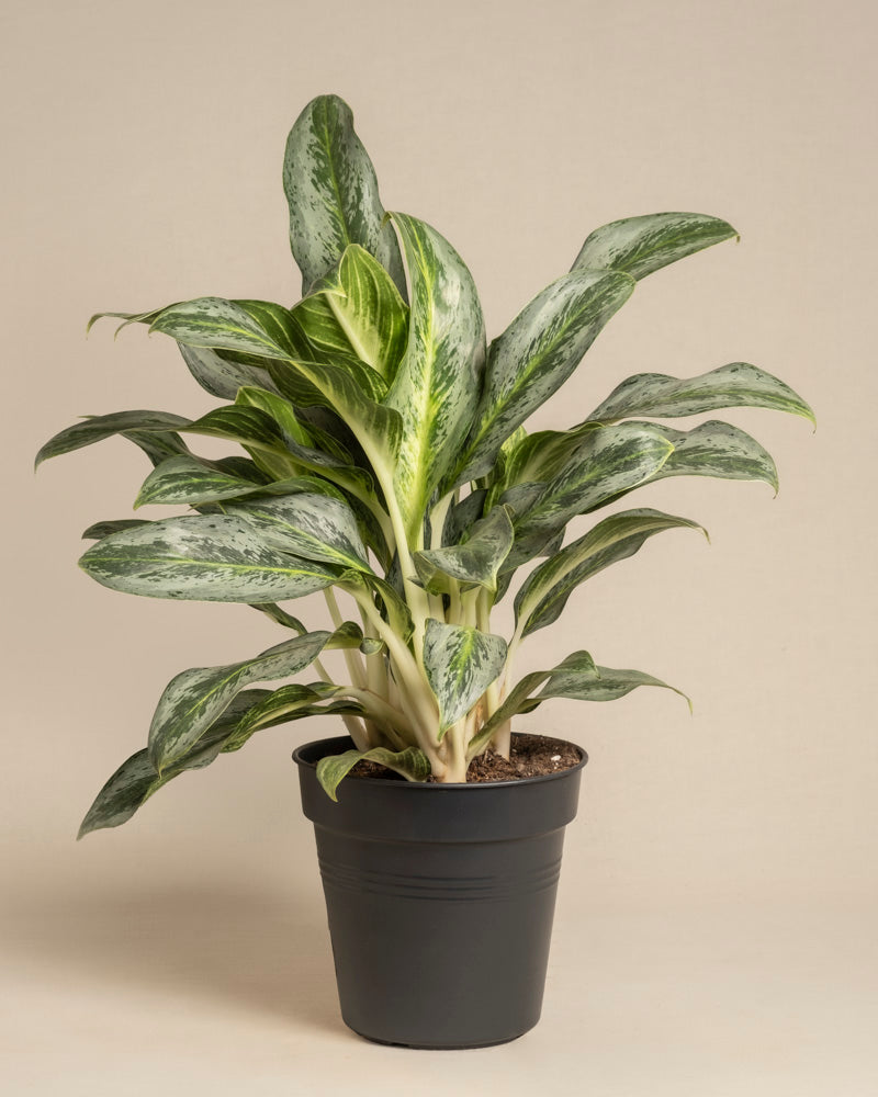 Die Aglaonema Emerald Stone, eine grün-weiß panaschierte Zimmerpflanze mit breiten, lanzettförmigen Blättern, wächst in einem schwarzen Plastiktopf vor einem schlichten beigen Hintergrund.