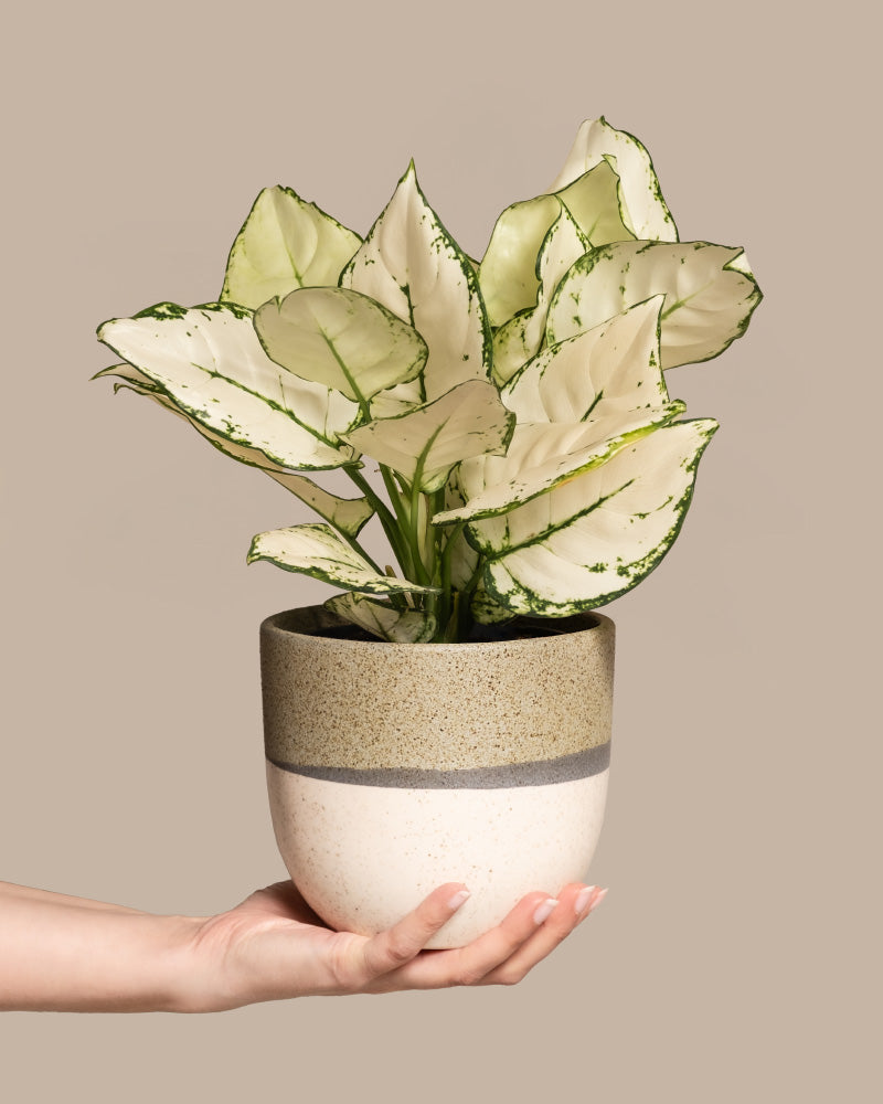 Aglaonema Kiwi