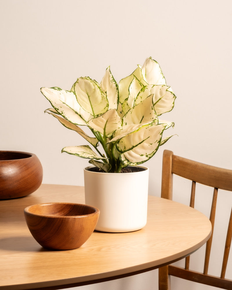 Aglaonema Kiwi