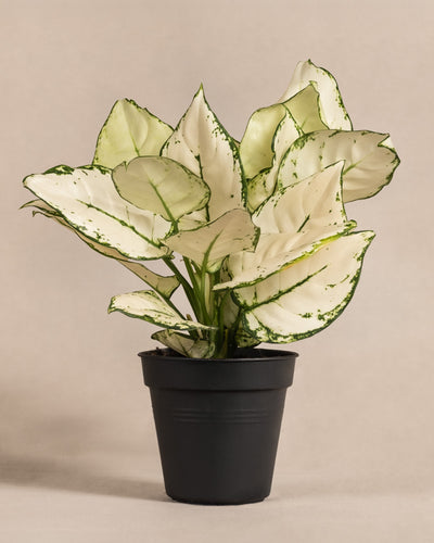 Aglaonema Kiwi