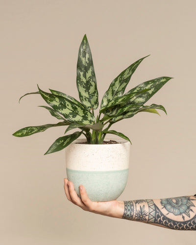 Ein tätowierter Arm hält einen weißen und hellgrünen Keramiktopf mit einer Aglaonema Maria-Pflanze mit üppigen grünen Blättern vor einem beigen Hintergrund.