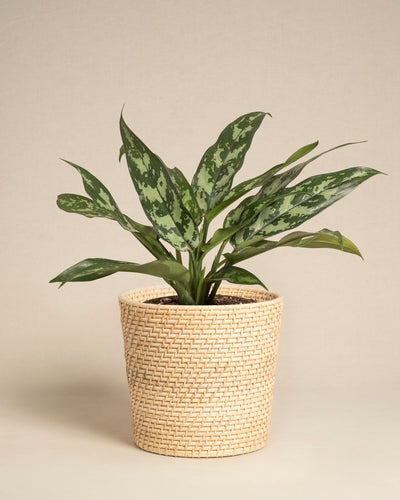 Die Aglaonema Maria, eine grüne Blattpflanze mit bunten Blättern, wird in einem geflochtenen, hellen Korbpflanzgefäß vor einem schlichten beigen Hintergrund präsentiert.