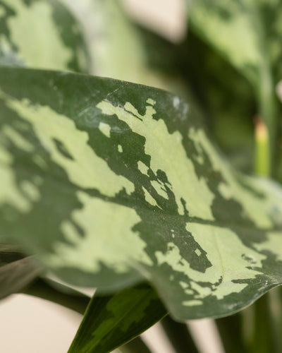 Nahaufnahme eines Aglaonema Maria-Blattes mit hell- und dunkelgrünen Fleckenmustern auf der strukturierten Oberfläche vor einem unscharfen Hintergrund.