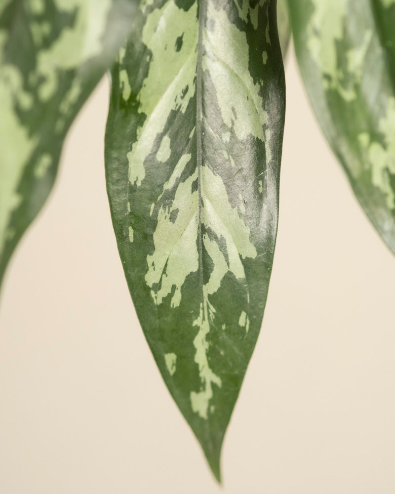 Nahaufnahme eines Aglaonema Maria-Blattes mit glänzender Textur, hellgrünen und silbrigen Markierungen. Der Hintergrund ist schlicht beige.