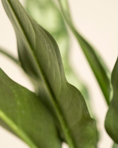 Nahaufnahme der großen, glatten grünen Blätter von Aglaonema Maria mit sanfter Beleuchtung und unscharfem Hintergrund, wodurch ihre Textur und sanften Rundungen hervorgehoben werden.