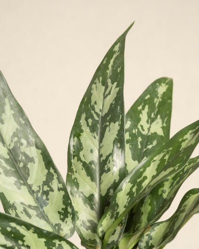 Nahaufnahme von Aglaonema Maria-Blättern mit hellgrüner und weißer Panaschierung, spitzen Enden und glänzender Textur vor einem schlichten beigen Hintergrund.