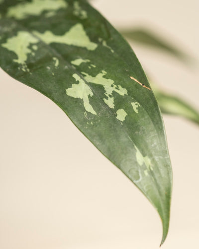 Eine Nahaufnahme eines Aglaonema Maria-Blattes, länglich und glatt mit hellgrünen Flecken, vor einem schlichten beigen Hintergrund.