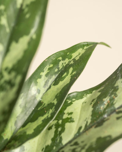 Nahaufnahme von Aglaonema Maria-Blättern mit hellgrünen und gelben Fleckenmustern, glänzenden Oberflächen und spitzen Enden vor einem schlichten beigen Hintergrund.