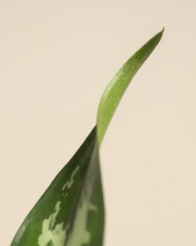Nahaufnahme eines Aglaonema Maria-Blattes mit einer spitzen Spitze vor hellbeigem Hintergrund. Das Blatt weist glatte Ränder und ein dezentes hellgrünes Muster auf der Blattoberfläche auf.