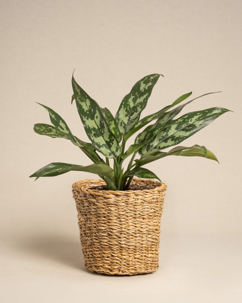 Die Aglaonema Maria, eine grüne Zimmerpflanze mit länglichen, bunten Blättern, wird in einem geflochtenen Weidenkorb vor einem schlichten beigen Hintergrund präsentiert.