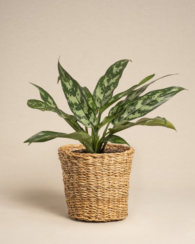Die Aglaonema Maria, eine grüne Zimmerpflanze mit länglichen, bunten Blättern, wird in einem geflochtenen Weidenkorb vor einem schlichten beigen Hintergrund präsentiert.