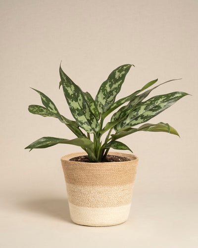 Die Aglaonema Maria mit langen grünen Blättern und hellgrünen Sprenkeln sitzt in einem beige- und cremefarbenen geflochtenen Korb vor einem schlichten hellen Hintergrund.