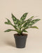 Eine Aglaonema Maria mit langen, spitzen grünen Blättern und silber gesprenkelten Mustern steht in einem einfachen schwarzen Plastiktopf vor einem schlichten beigen Hintergrund.
