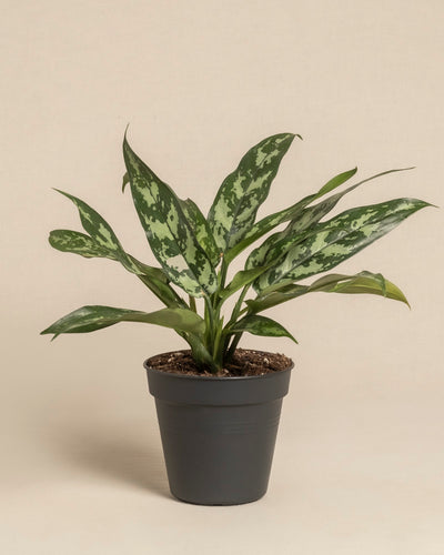 Eine Aglaonema Maria mit langen, spitzen grünen Blättern und silber gesprenkelten Mustern steht in einem einfachen schwarzen Plastiktopf vor einem schlichten beigen Hintergrund.