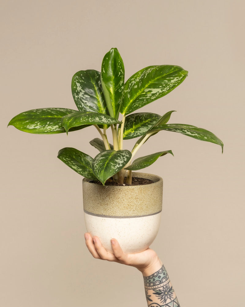 Eine Hand mit einer geometrischen Tätowierung hält eine Aglaonema Onyx Green hoch, eine Topfpflanze mit glänzend grünen, gesprenkelten Blättern vor einem schlichten beigen Hintergrund.