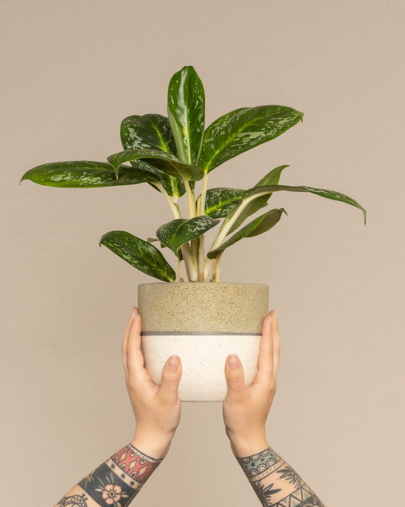 Tätowierte Hände halten eine Aglaonema Onyx Green-Zimmerpflanze mit bunten Blättern in einem zweifarbigen Topf – gesprenkelter Boden und einfarbiger Deckel – vor einem schlichten beigen Hintergrund hoch.