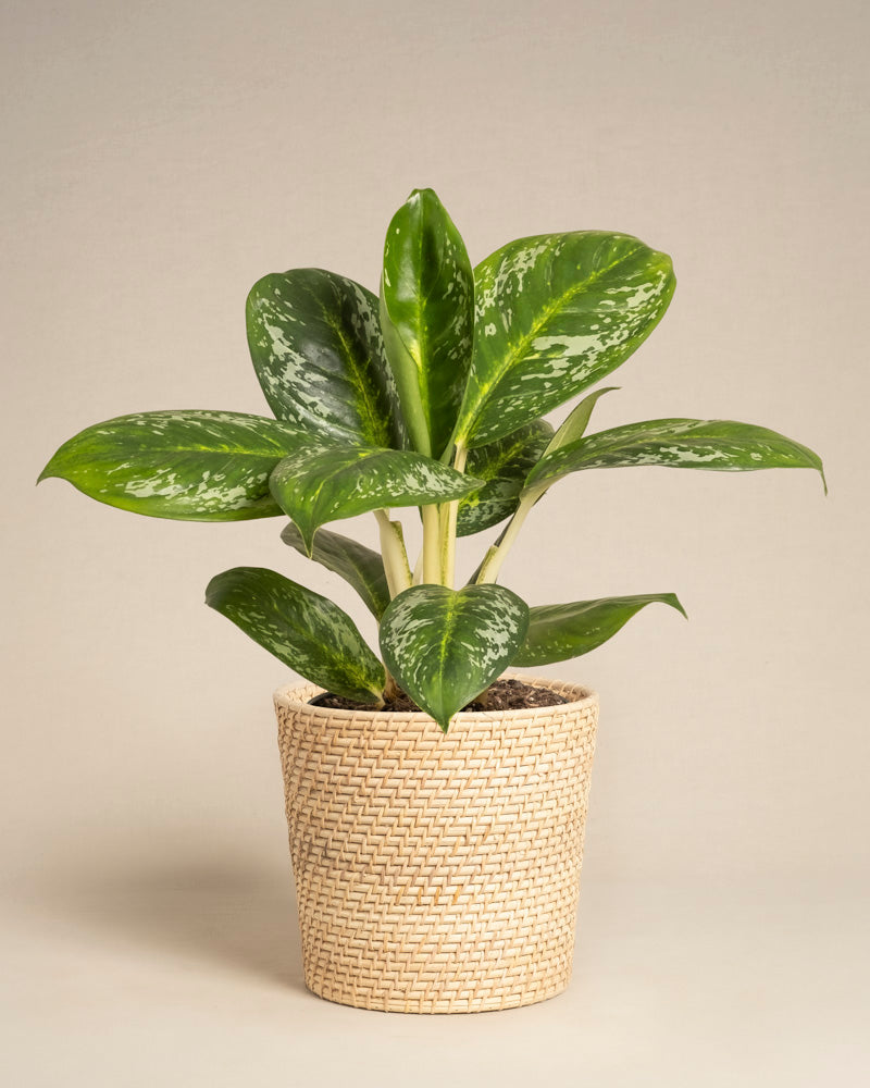 Eine Aglaonema Onyx Green-Pflanze mit üppigen bunten Blättern wird in einem geflochtenen, beigen Topf im Korbstil vor einem neutralen, hellen Hintergrund präsentiert.