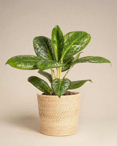 Eine Aglaonema Onyx Green-Pflanze mit üppigen bunten Blättern wird in einem geflochtenen, beigen Topf im Korbstil vor einem neutralen, hellen Hintergrund präsentiert.